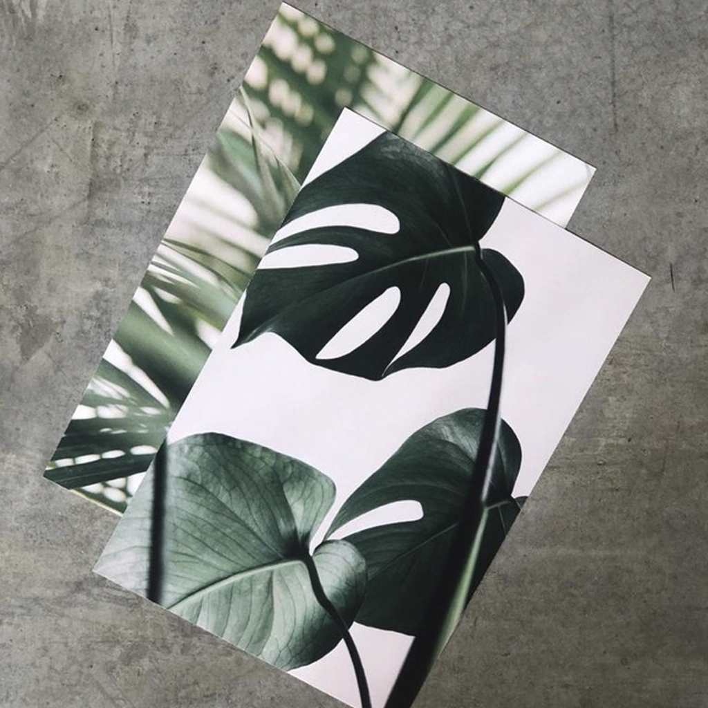 Lámina Monstera