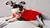Carrusel MPC Ropa para perros