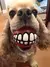 Brinquedo pet bola sorriso cores Bola cores pet sorriso na internet