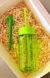 Box Cactus + Birome