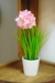 Plantin Artificial en internet