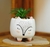 Plantines Decorativos en internet