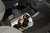Lixo Car, Dachshund Material Neoprene 3MM 30x25CM