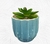 Maceta taza con cactus en internet