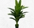 Planta hoja espada
