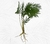 Planta de helecho
