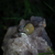 Anillos con Piedras Semipreciosas en internet
