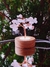Mini Luminária Decorativa com Quatzo Rosa - UBS