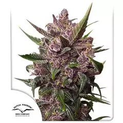x7 BLACKBERRY KUSH AUTO (7 semillas)
