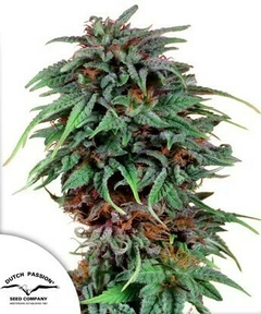 X10 DURBAN POISON FOTO FEM (10 semillas)