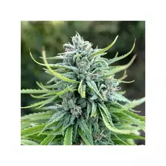 X10 DURBAN POISON FOTO FEM (10 semillas) - Patricia Conte