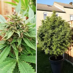 X10 DURBAN POISON FOTO FEM (10 semillas) - comprar online