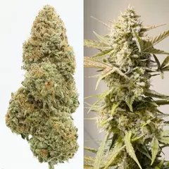 X7 CINDERELLA JACK AUTO (7 semillas) en internet