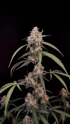 AUTO. AK 47 (5 semillas)
