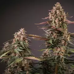 x7 BLACKBERRY KUSH AUTO (7 semillas) en internet