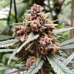 X10 DURBAN POISON FOTO FEM (10 semillas) en internet