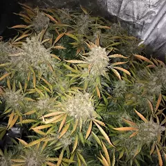 AUTO CBD CHARLOTTE `S ANGEL (3 semillas) - Patricia Conte