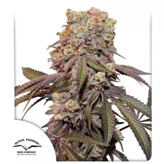 X7 CANDY BUBATZ XL AUTO (7 semillas) - Patricia Conte