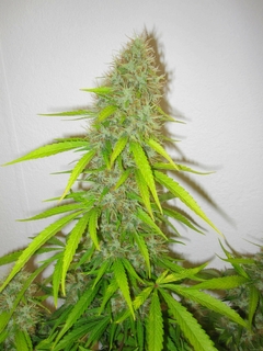 Fotop. CRITICAL JACK HERER (5 semillas) - comprar online