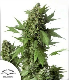 X7 DUCK AUTO (7 semillas)