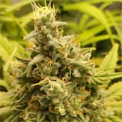 x3 GORILLA SUPER GLUE FOTO FEM (3 semillas)