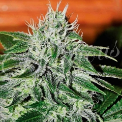 Fotop. CRITICAL JACK HERER (5 semillas)