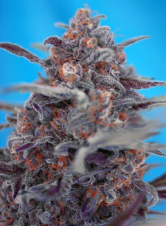 AUTO DEVIL CREAM (4 semillas)