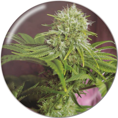 Fotop. ELIXIR VITAE CBD (3 semillas)