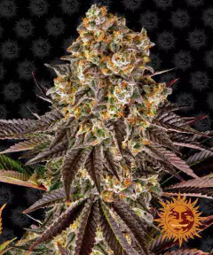 Fotop. GELATO #45 (3 semillas) en internet