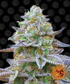 Fotop. GORILLA ZKITTLEZ (3 semillas) - comprar online
