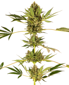 Fotop. HIMALAYAN CBD (3 semillas)