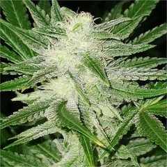 x3 KOSHER HAZE FOTO FEM (3 semillas) en internet