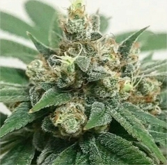 x3 KOSHER HAZE FOTO FEM (3 semillas) - comprar online