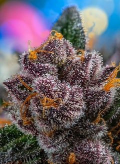 AUTO RED STRAWBERRY BANANA (4 semillas) - comprar online