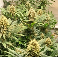 x3 CRYSTAL WHITE KUSH FOTO FEM (3 semillas)