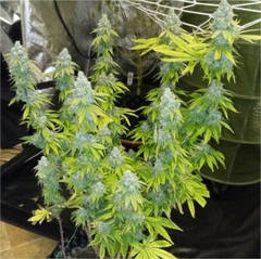 x3 CRYSTAL WHITE KUSH FOTO FEM (3 semillas) - comprar online