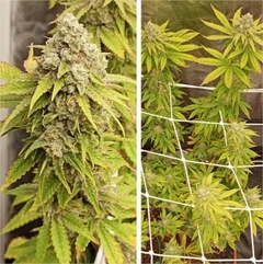 x3 CRYSTAL WHITE KUSH FOTO FEM (3 semillas) en internet