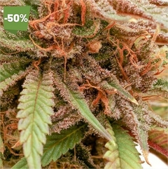 X10 DURBAN DEW FOTO FEM (10 semillas) en internet