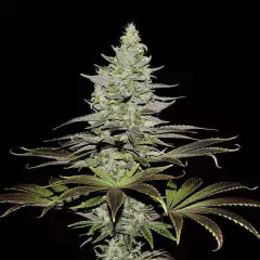 X3 SOMANGO XL FOTO FEM (3 semillas)