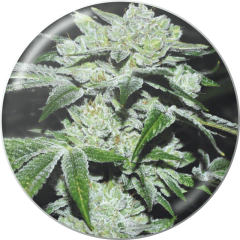 Fotop. SOUR GLUE (3 semillas)