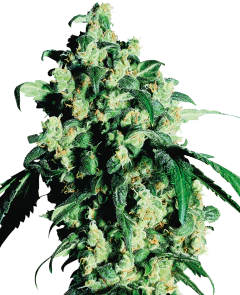 Fotop. SUPER SKUNK (3 semillas)
