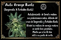 AUTO. ORANGE RUNTZ (4 semillas + 2 de regalo)