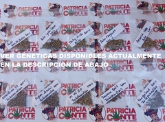 x21 AUTOFLORECIENTES SUELTAS A GRANEL