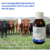 Bovitraz 100ml garrapaticida - TiendaShop GDL