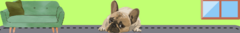 Banner da categoria Cachorro