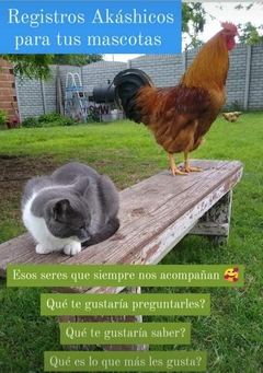 REGISTROS AKÁSHICOS NEGOCIOS/CASAS/MASCOTAS - comprar online
