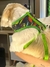 Guia verde - TAM M - The Pet Club