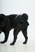 Bombachita Sanitaria "DOGLESS" en internet