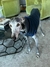 Polerón Reversible "GALGO" - B.ONE