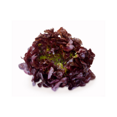 LECHUGA MORADA